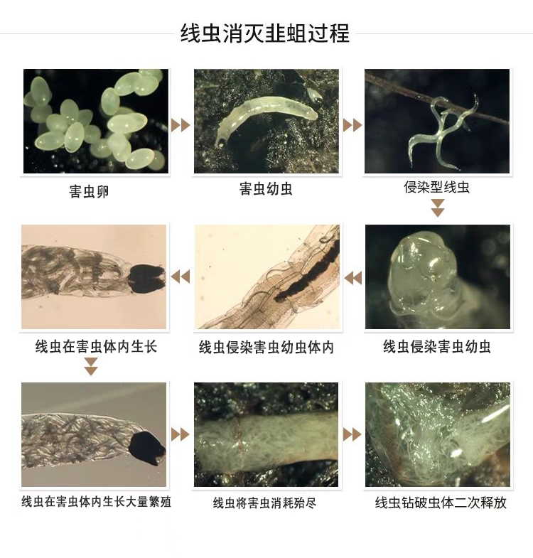 奈瑪®昆蟲(chóng)病原線(xiàn)蟲(chóng)