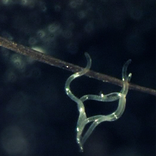 奈瑪®昆蟲(chóng)病原線(xiàn)蟲(chóng)