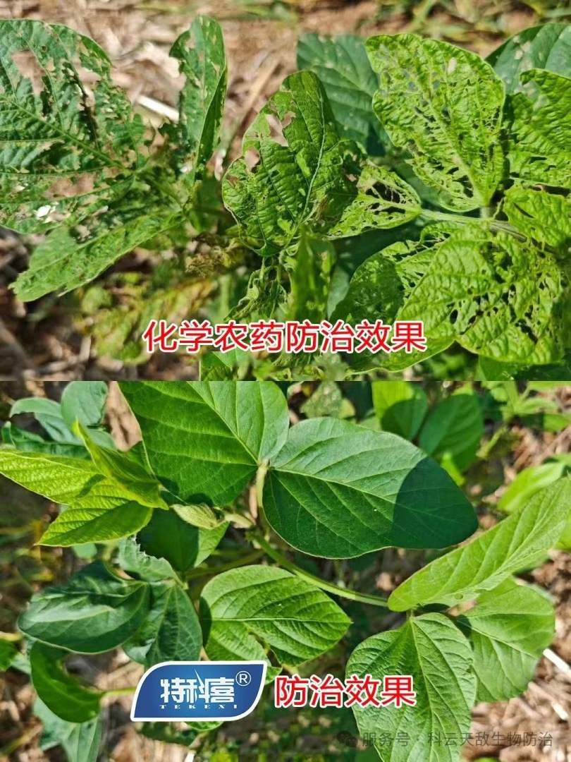 科云®特科喜®甜菜夜蛾核型多角體病毒防治甜菜夜蛾效果，得到全省生物防治“三進(jìn)”行動(dòng)專(zhuān)家教授的一致肯定