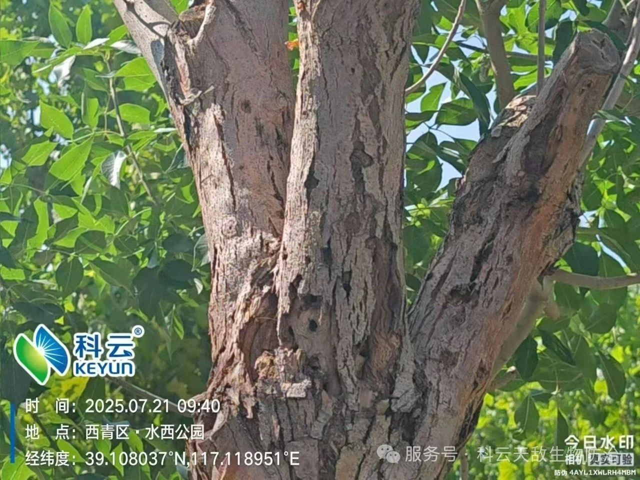 天津“市樹(shù)”遭蟲(chóng)害侵襲，科云“天敵”越千里救治